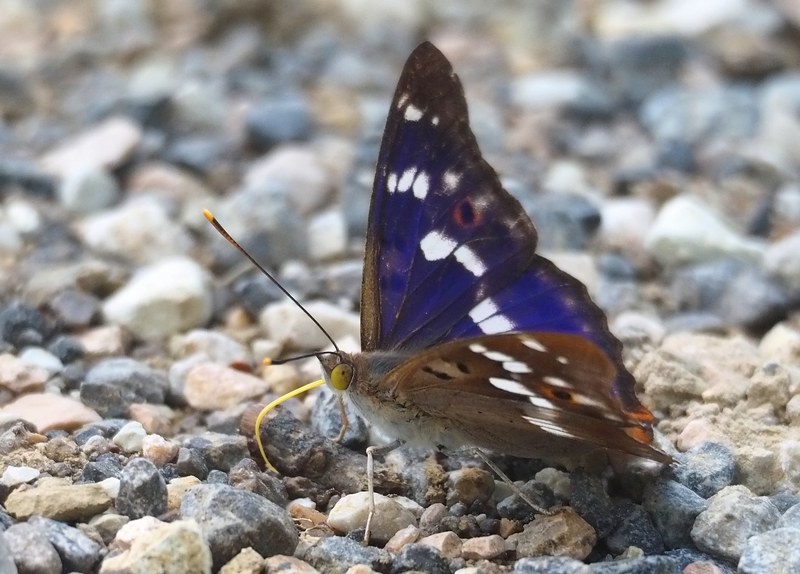 149 specie diverse, da trovare quest''anno??